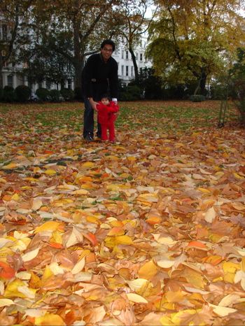 18 Nov leaves.jpg